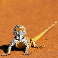 Conținutul iguane