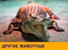 Съдържанието на игуани