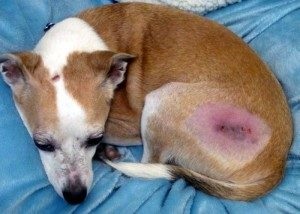 Stafilococul la simptomele câinilor, tratamentul și prevenirea bolilor