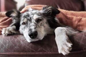 Stafilococul la simptomele câinilor, tratamentul și prevenirea bolilor