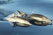 Cikkek a delfinek különböző témákban