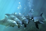 Articole despre delfini pe diferite subiecte