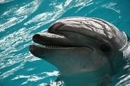 Cikkek a delfinek különböző témákban