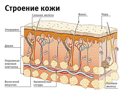 Structura de negi este un negru într-o secțiune