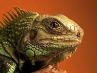 Libera circulație a iguanei în casă pentru și împotriva, dacă este posibil să se permită iguana să meargă în jurul apartamentului la domiciliu