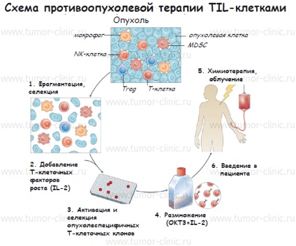 Terapia til în tratamentul cancerului ca o nouă metodă