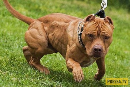 Top 10 mítoszok és tévhitek a pit bull kutyák számára (10 fotó) pokol