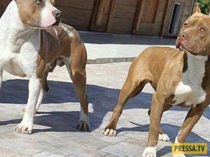 Top 10 mituri și concepții greșite despre rasa de câini pitbull (10 fotografii), iad