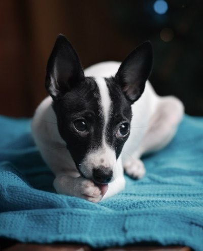 Toy-fox terrier - descrierea rasei, fotografie, video, articol