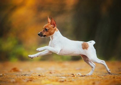 Toy-fox terrier - descrierea rasei, fotografie, video, articol