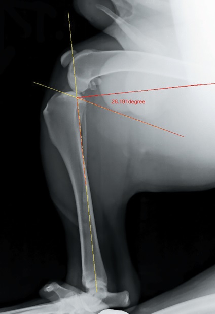 Tplo ca metodă de tratament a ligamentului cruciat anterior