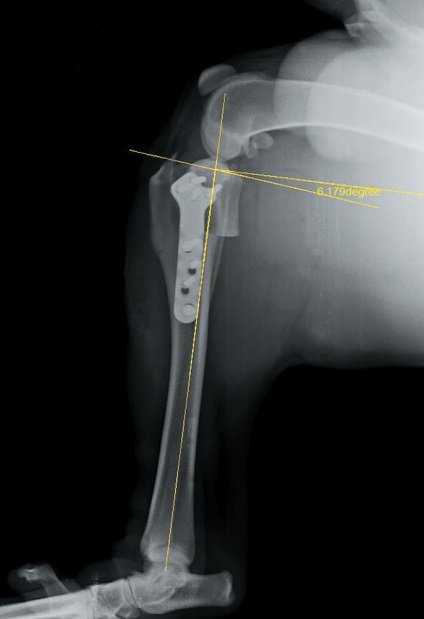 Tplo ca metodă de tratament a ligamentului cruciat anterior