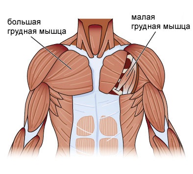 Instruirea mușchilor pectorali pentru programul de greutate - școala de corp - culturism, sport, fitness