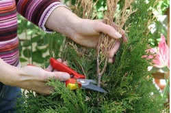 Thuja plantare și de îngrijire