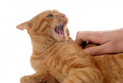 Megharapott egy macska, duzzadt kéz, mint kezelni, hogy mit lehet csinálni otthon, a következmények