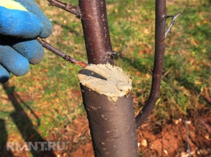 Îngrijirea grădinii în timpul iernii