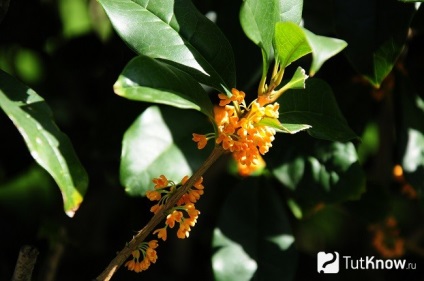 Creșterea lui Osmanthus la domiciliu