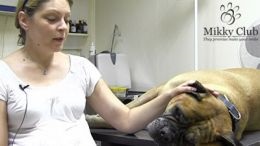 Doctorii au salvat un câine de 90 kg de la moarte