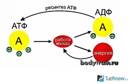 Totul despre acumularea de acid lactic