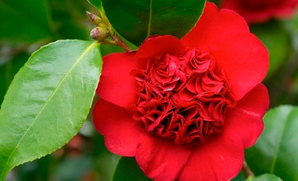 Camellia rece - un trandafir japonez roșu fără spini și aromă
