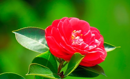 Camellia rece - un trandafir japonez roșu fără spini și aromă