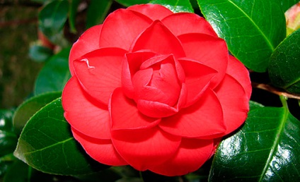 Camellia rece - un trandafir japonez roșu fără spini și aromă