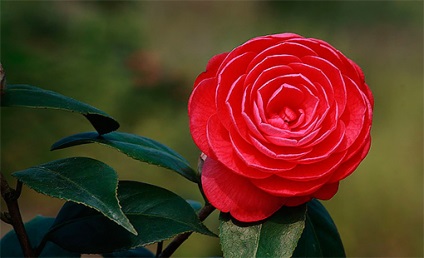 Camellia rece - un trandafir japonez roșu fără spini și aromă