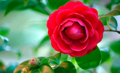 Camellia rece - un trandafir japonez roșu fără spini și aromă