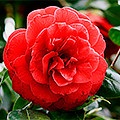 Camellia rece - un trandafir japonez roșu fără spini și aromă