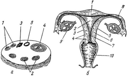 Sistemul reproductiv feminin, anatomia și fiziologia umană