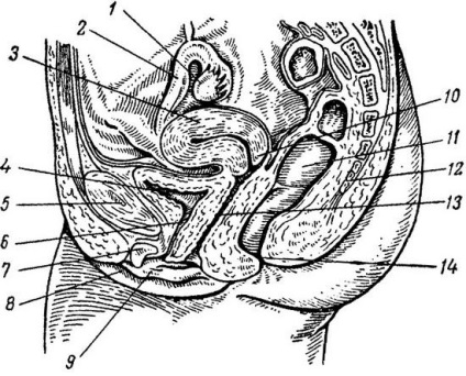 Sistemul reproductiv feminin, anatomia și fiziologia umană
