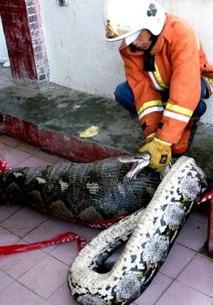 Victimele atacurilor de șarpe (29 de fotografii)