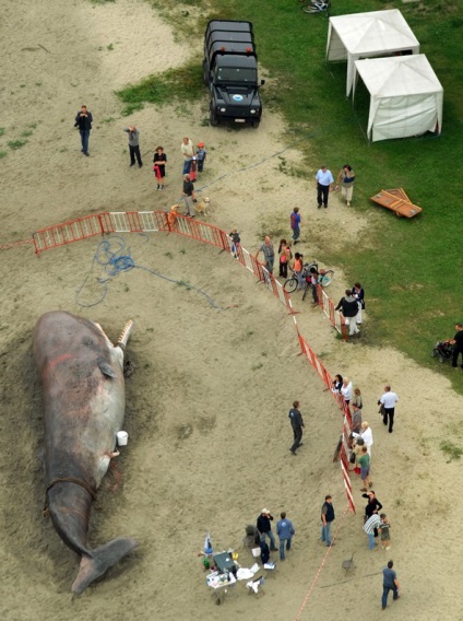 A lakosság Paris található a Szajna partján „kibocsátás bálna” - hírek képekben