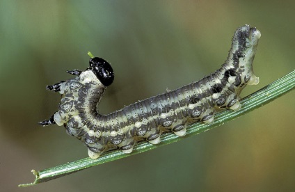 Beetle sawfly, pin sawfly și lupta cu ea