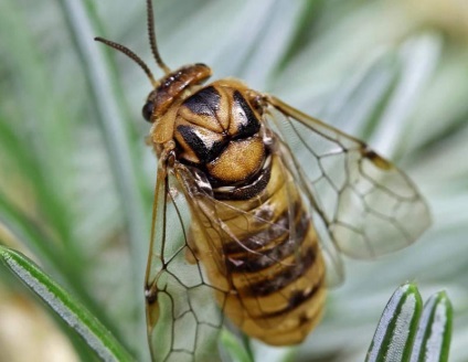 Beetle sawfly, pin sawfly și lupta cu ea