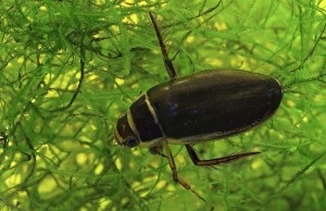 Beetle-Plavunets - momeală pentru pești mari, răcoroși aici