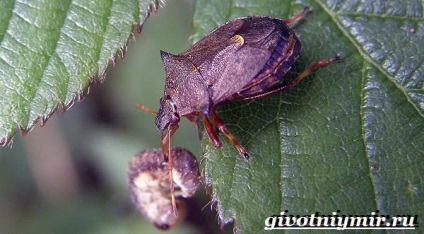 Beetle Beetle