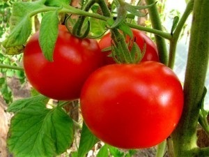 10 Erori la tomatele în creștere, sezonul de vară