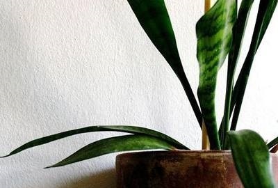 Plante de plante care vor purifica toxinele din casa ta