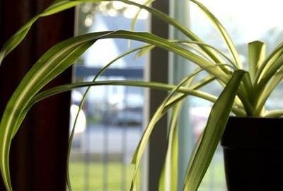 Plante de plante care vor purifica toxinele din casa ta