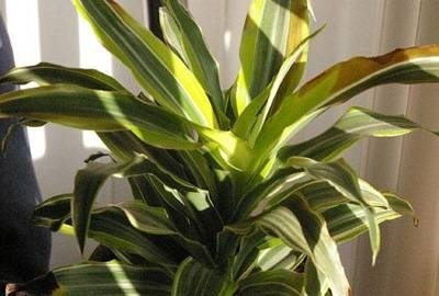 Plante de plante care vor purifica toxinele din casa ta