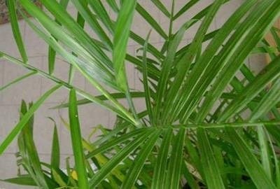 Plante de plante care vor purifica toxinele din casa ta