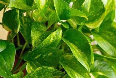 Plante de plante care vor purifica toxinele din casa ta