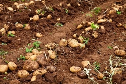 7 moduri de cultivare a cartofilor, grădinar (gospodărie)