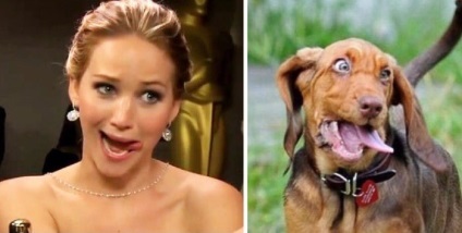 8 Câini care sunt surprinzător de asemănătoare cu celebritățile