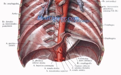 Accesul abdominal și toracic cu hernie diafragmatică