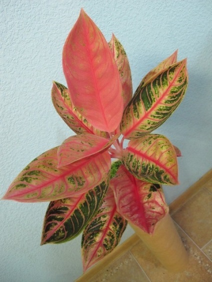 Aglaonema - új hibridek