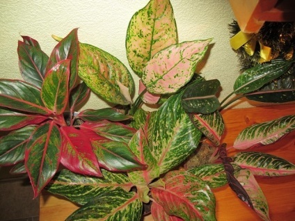 Aglaonema - hibrizi noi