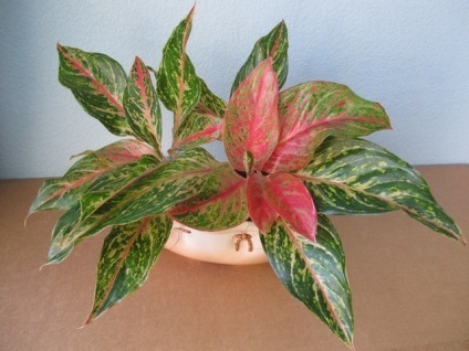 Aglaonema - új hibridek