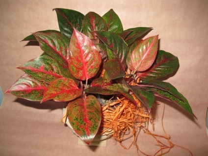 Aglaonema - hibrizi noi